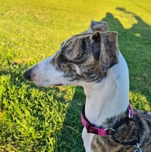 Meet your Posher, Georgy